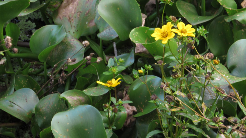 A yellow flower grows among the green of the swamp cover.