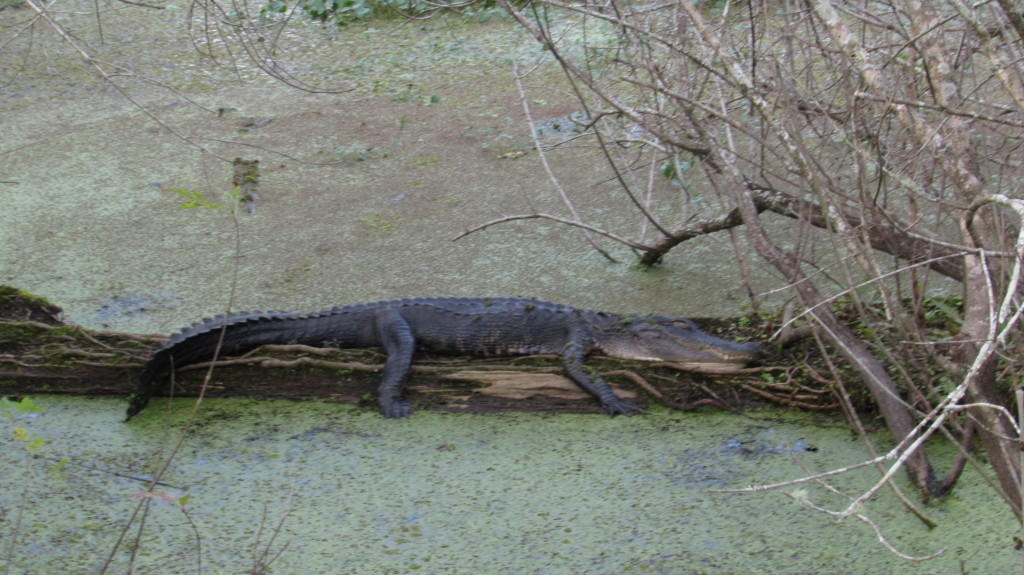 Alligator bromating on a log in Lettuce Lake Park
