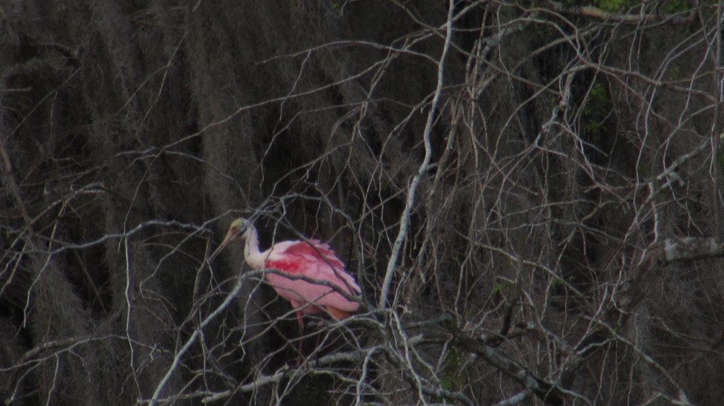 Roseate spoonbill at Lettuce Lake Park