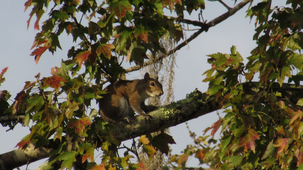 I think this guy was guarding his nest or moving babies to one of the backup nests, which I understand they build