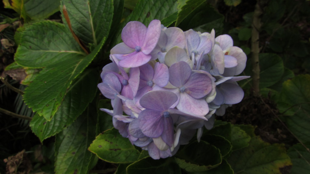 Hydrangea in the front yard, taking on its true blue color.