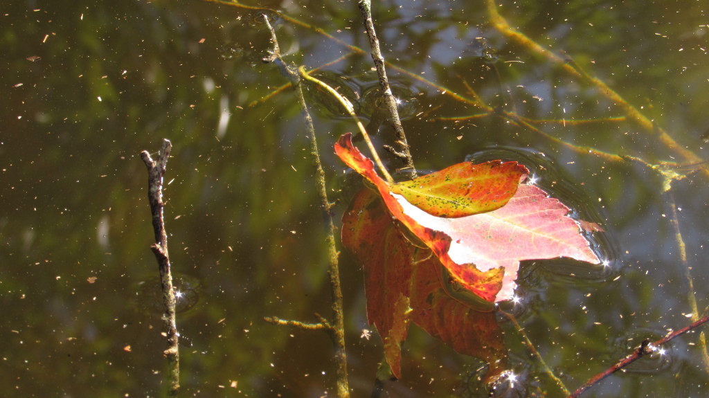 Maple leaf on the water, in the afternoon sun.