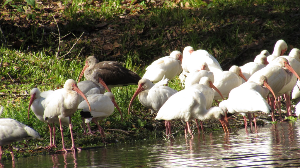 Flock of white Ibis with a brown colored juvenile.