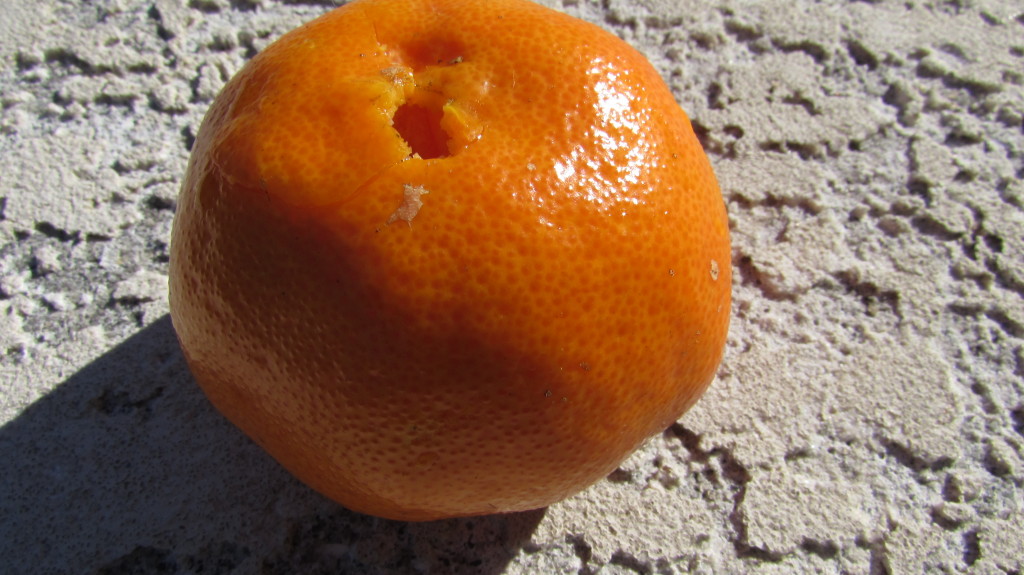 Tangerine picked from a tree with about half a dozen. Surprisingly tall tree.