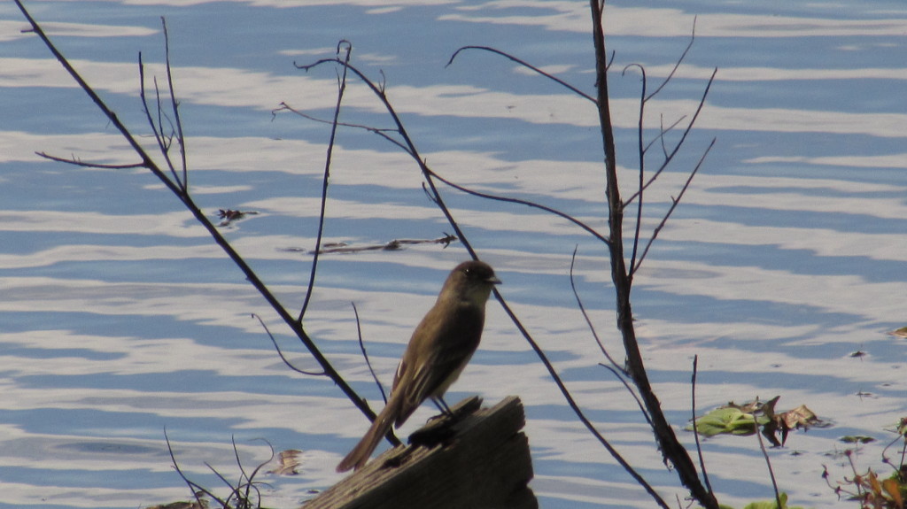 The bird I believe to be an Eastern phoebe. He spent a bit of time hunting in the grass and near the water's edge and then posed picturesquely among the naked branches.