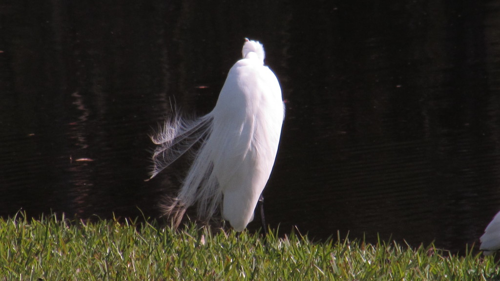 The great white heron huddled against the wind. 
