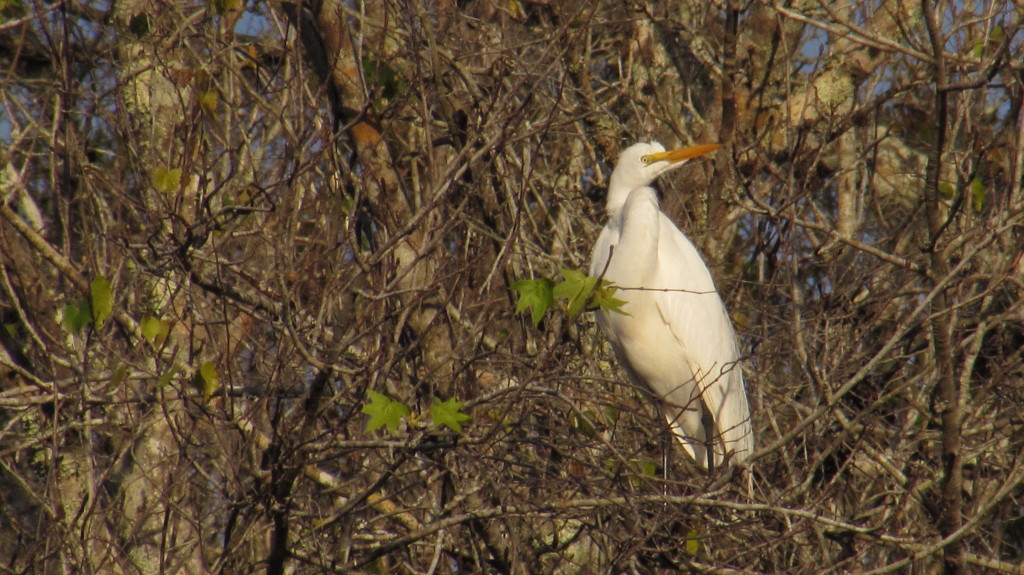 Great white heron surveying its domain.