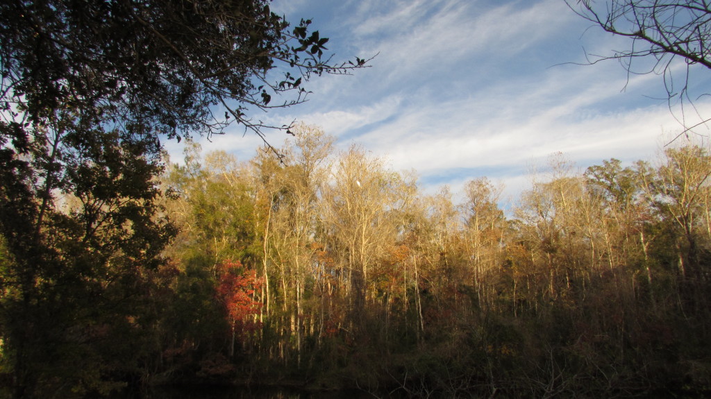 Great white heron across the water, far up in the tree top. 