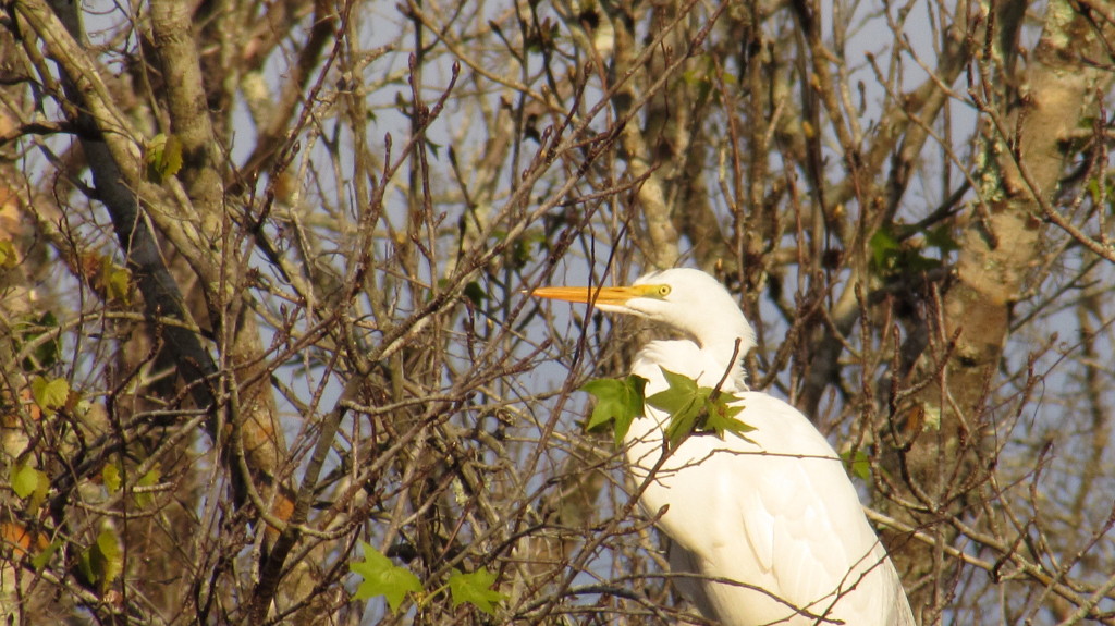 Great white heron