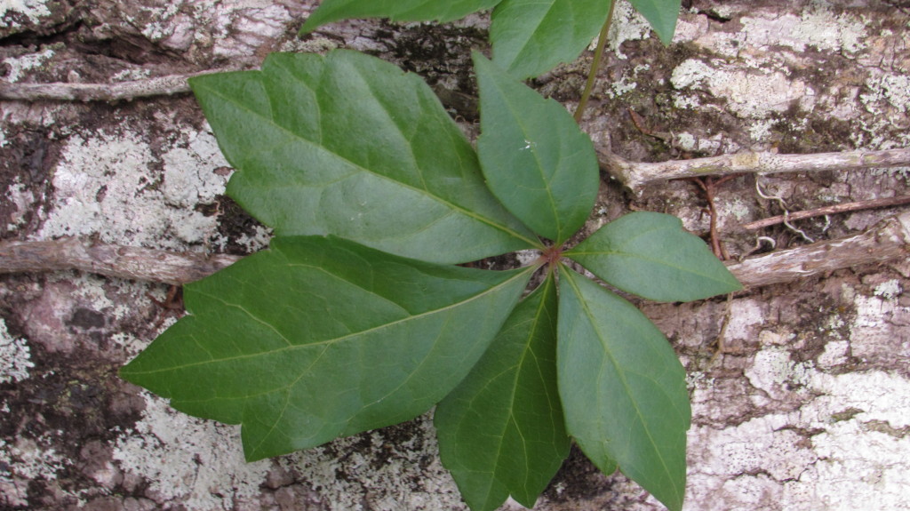 Vine leaf on bark