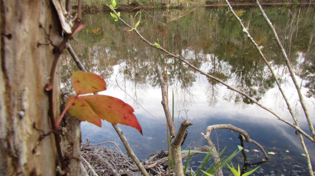 A parasitic vine on a maple tree with the afternoon sky's reflection.