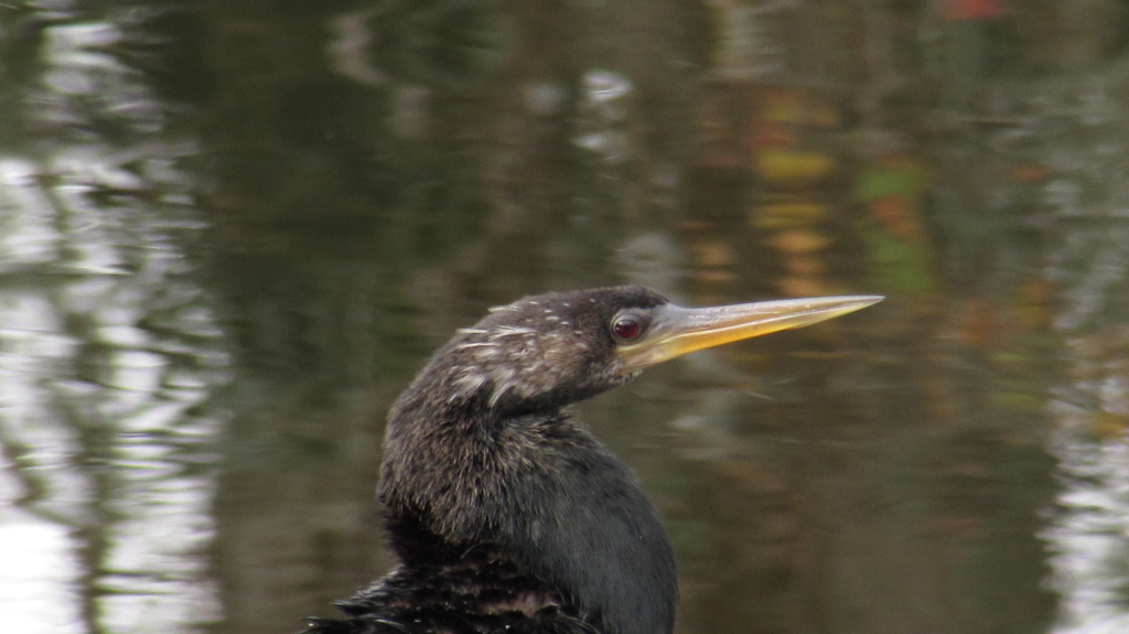 The snakebird's alert eye.