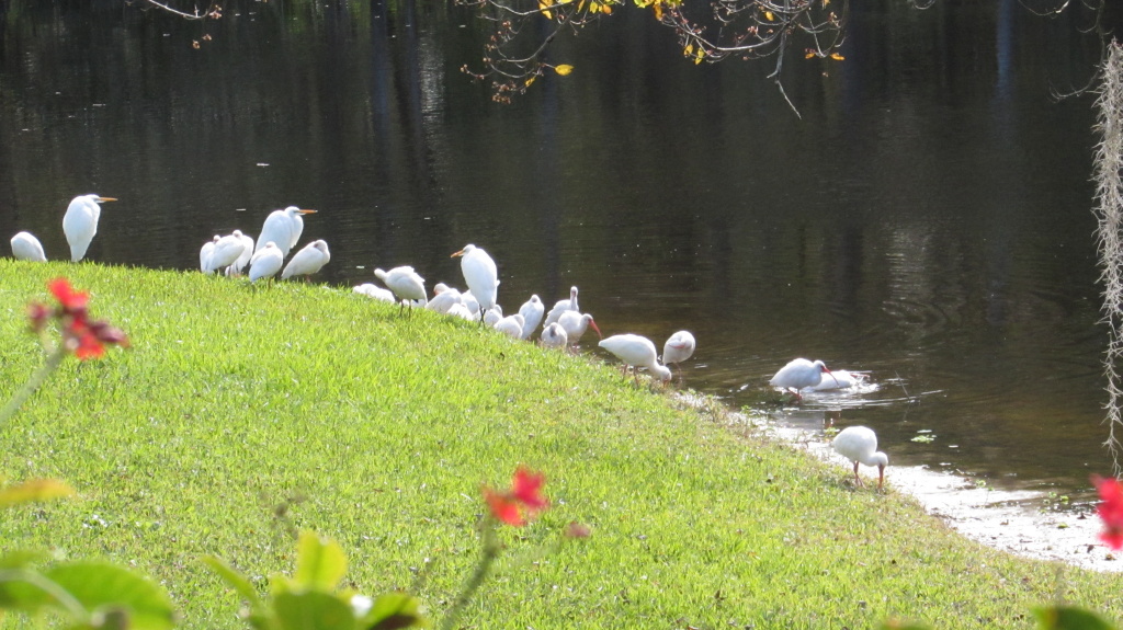 Limning the space between my world and theirs, these white birds, herons and ibises linger at the water's edge.