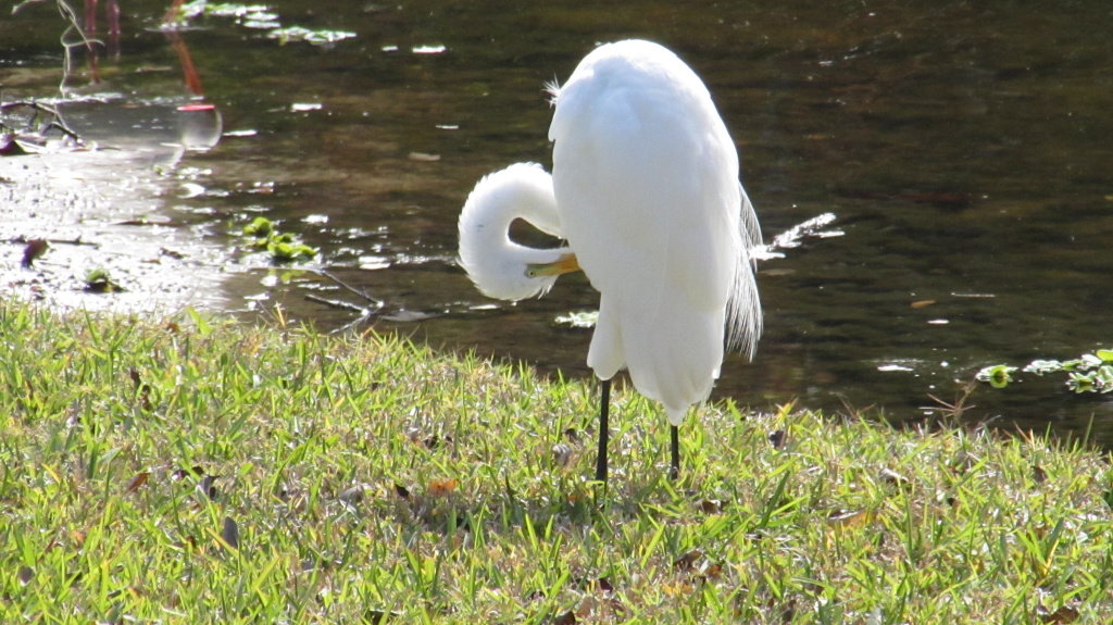 Great white heron, preening on the lawn.