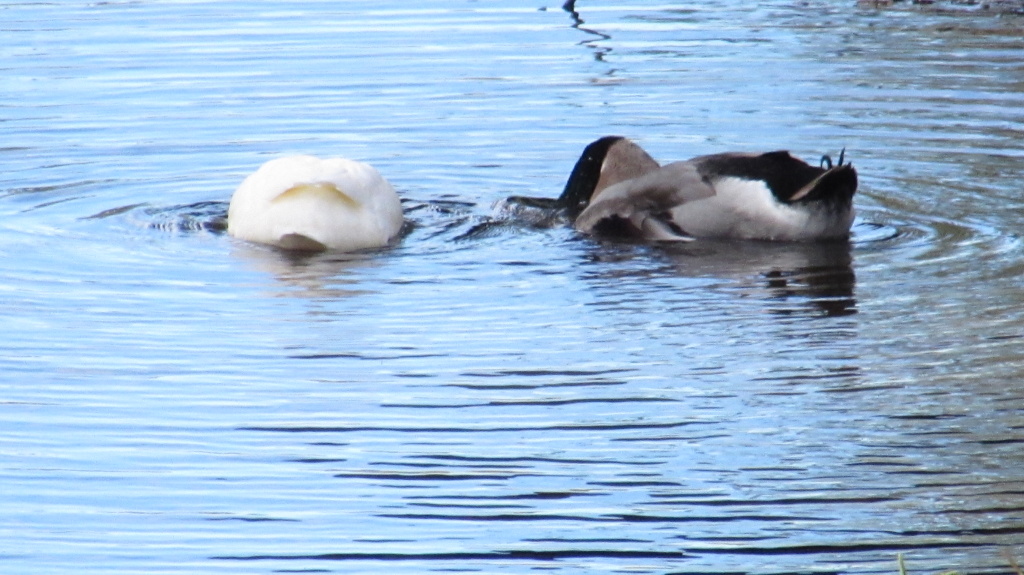 The mallard duck pair - or at least their hind quarters. They used to be more wary than they are of late.