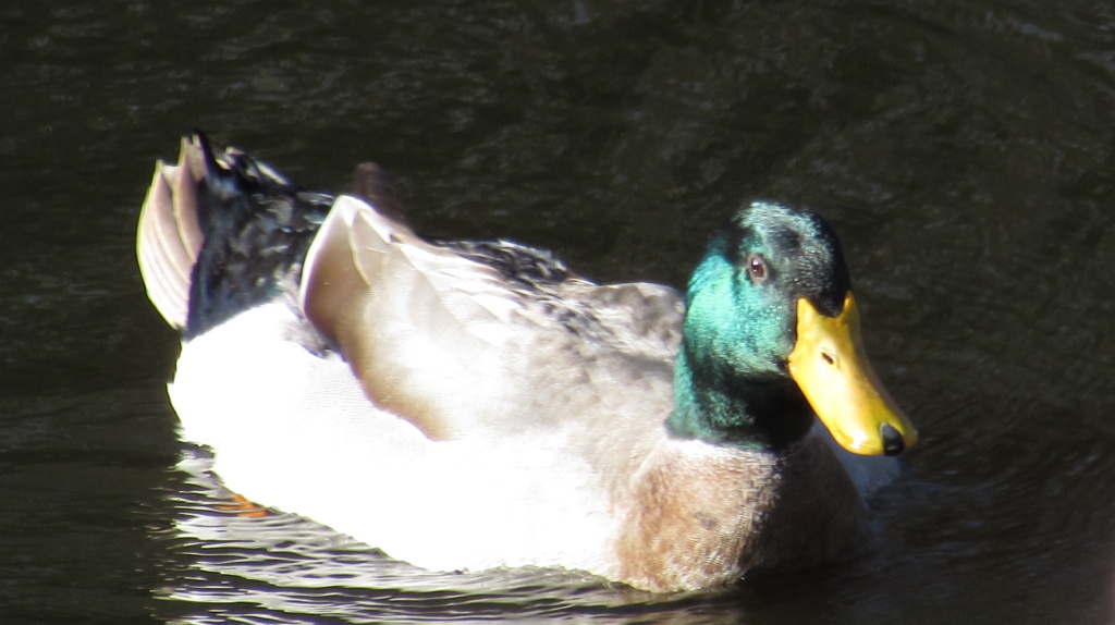 Iridescent glow of the male mallard duck in the morning sunlight.