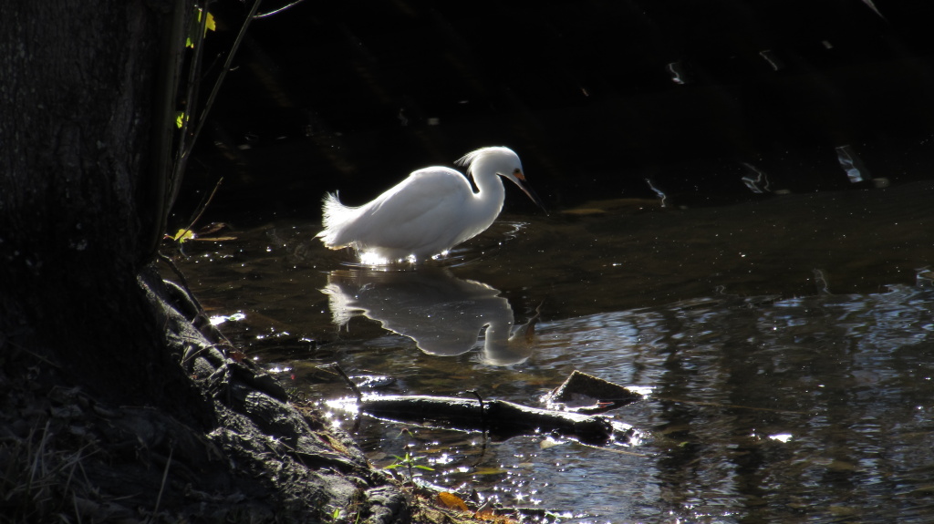 Snowy egret