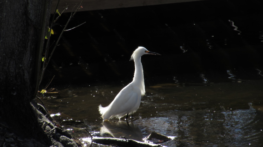 Snowy egret