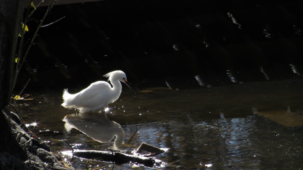 Snowy egret