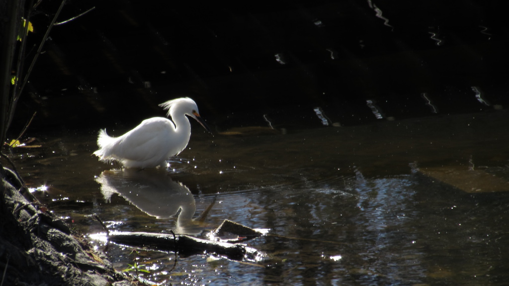 Snowy egret