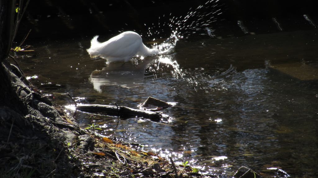 Snowy egret in a dramatic grab for food.