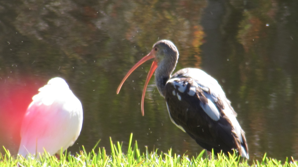 Juvenile ibis standing with its flock