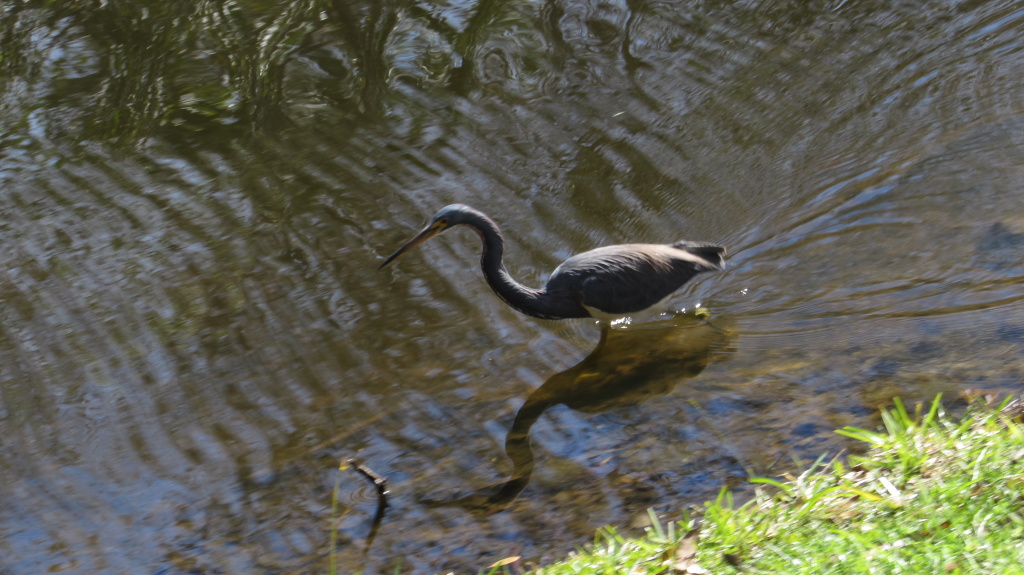 Heron on the hunt