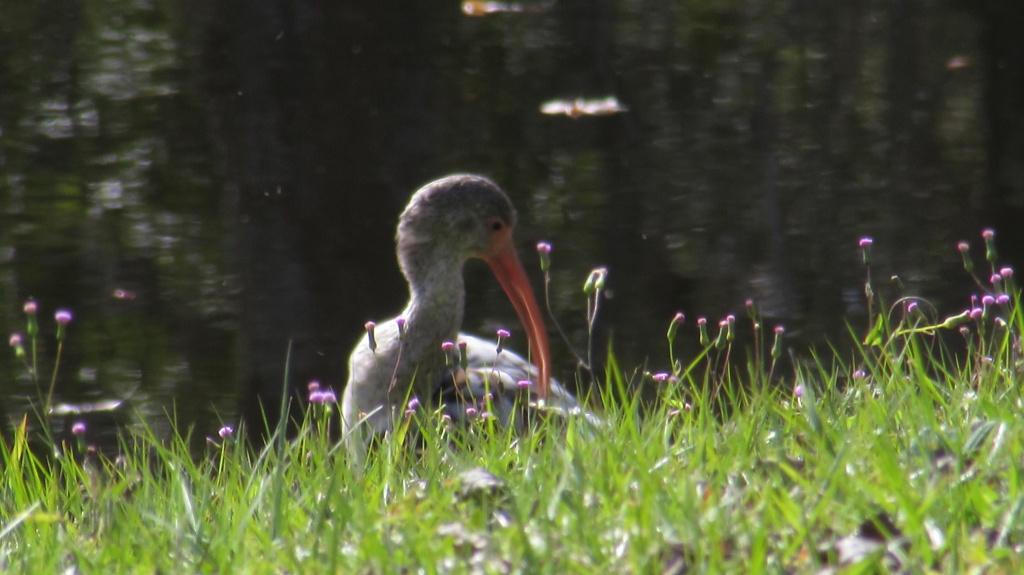 Young ibis