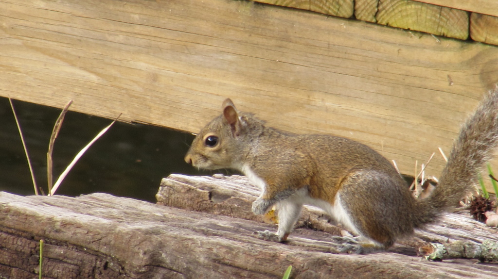 Cautious exploration