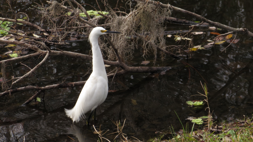 Snowy egret, standing, neck extended