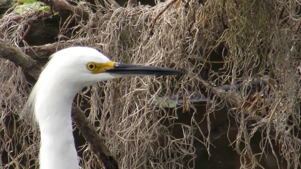 Snowy egret's face