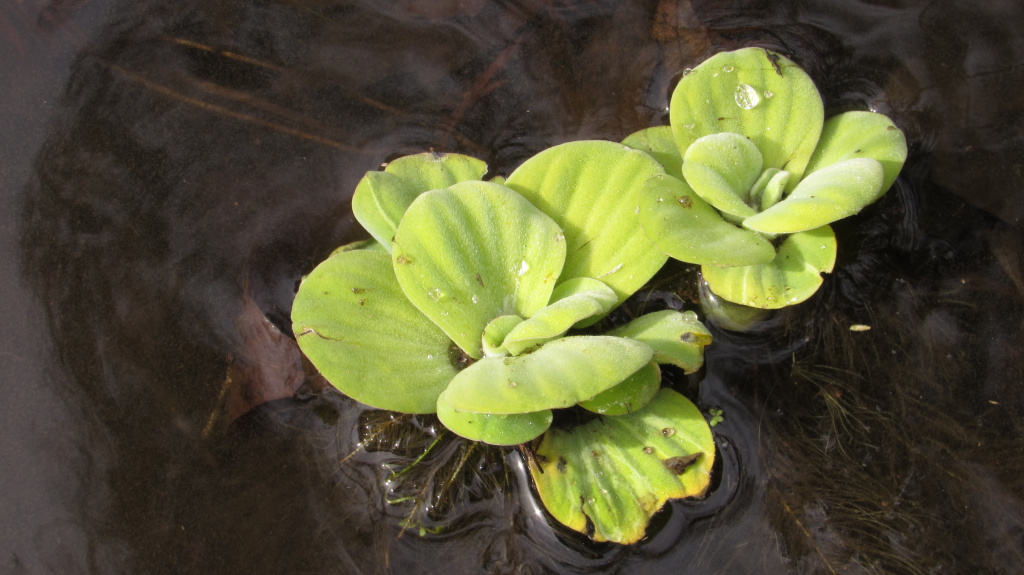 Lily pad at the water's edge