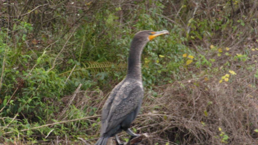 Double crested cormorant. From Cornell's Ornithology website, it seems to be a juvenile.