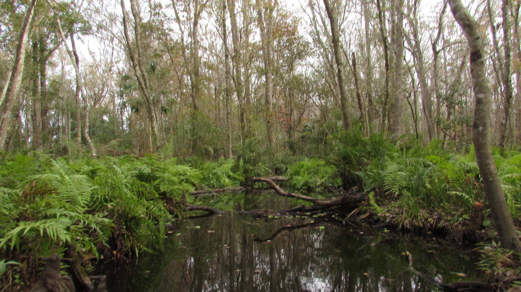 An inlet in the wilderness across the water way.