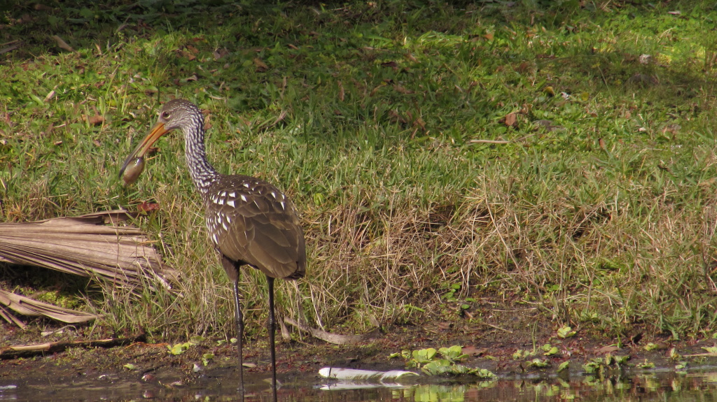 Limpkin with a meal