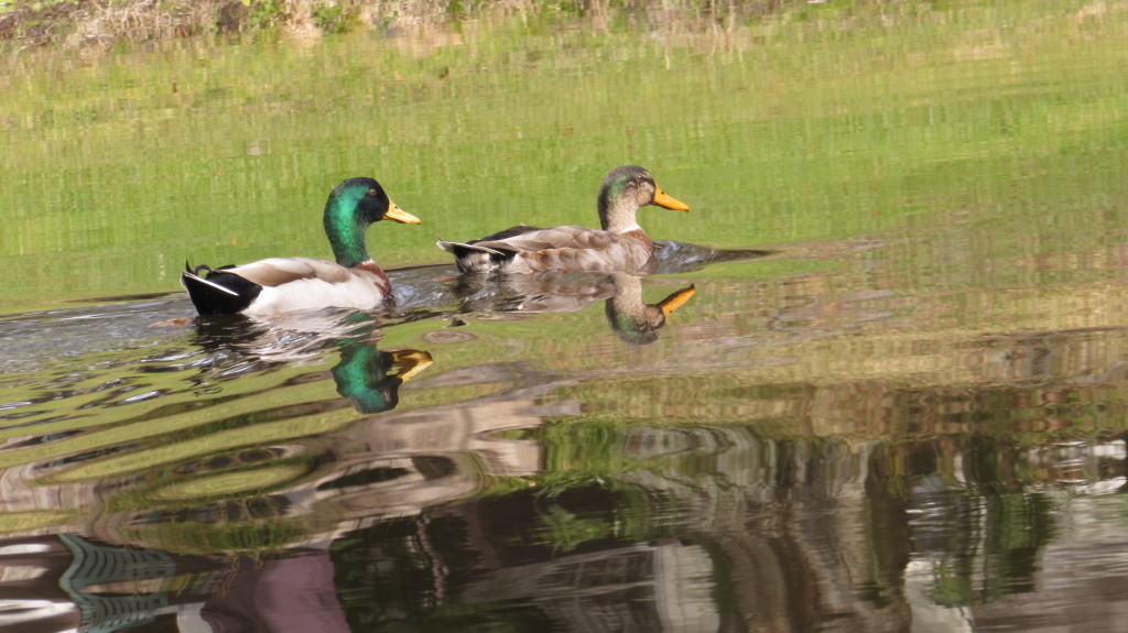 Young mallard ducks