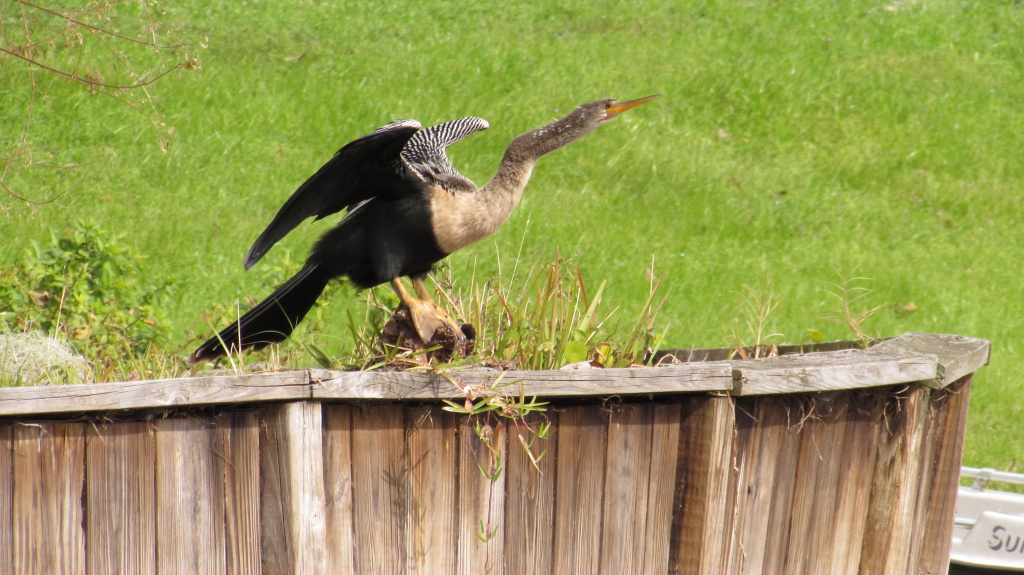 Snakebird, unusually colored for the backyard, but perhaps common place elsewhere.