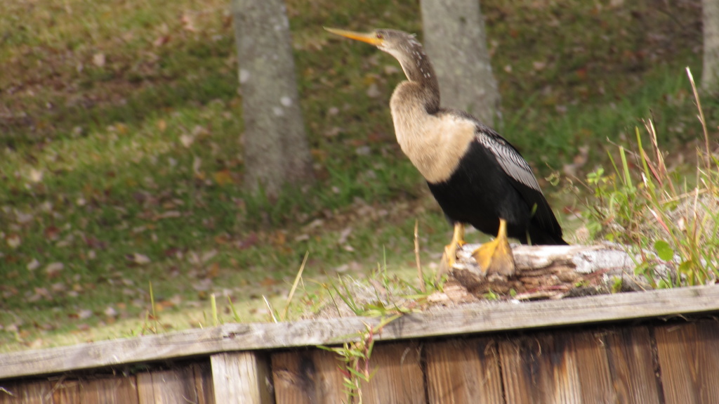 Snakebird, bisected with brown.