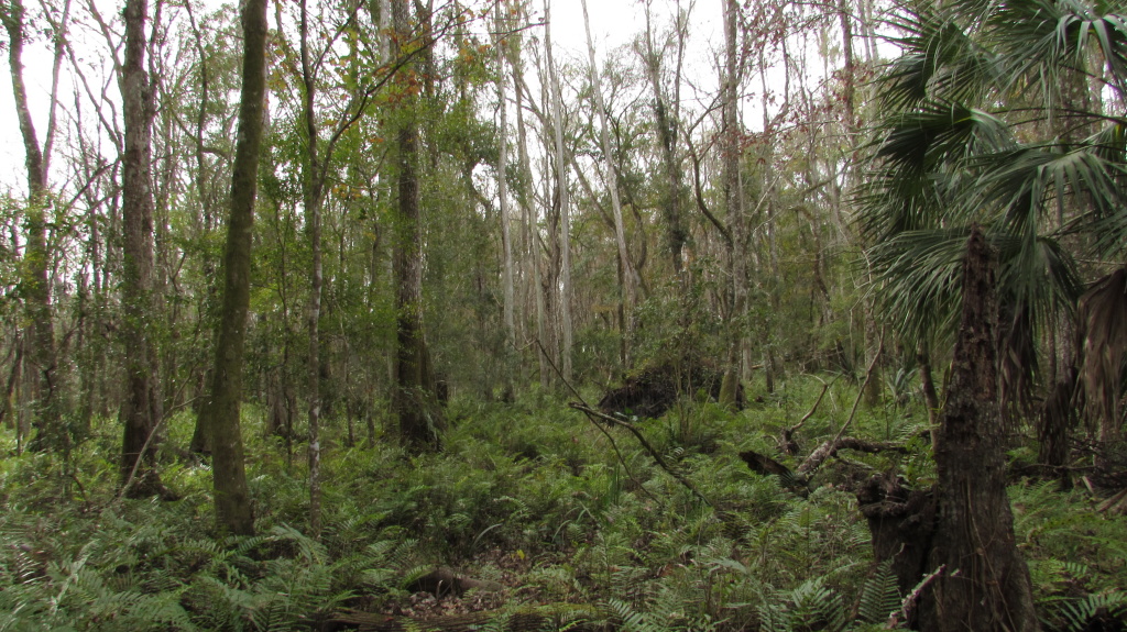 We enjoyed the firm soil after stepping from the canoe into this wilderness.