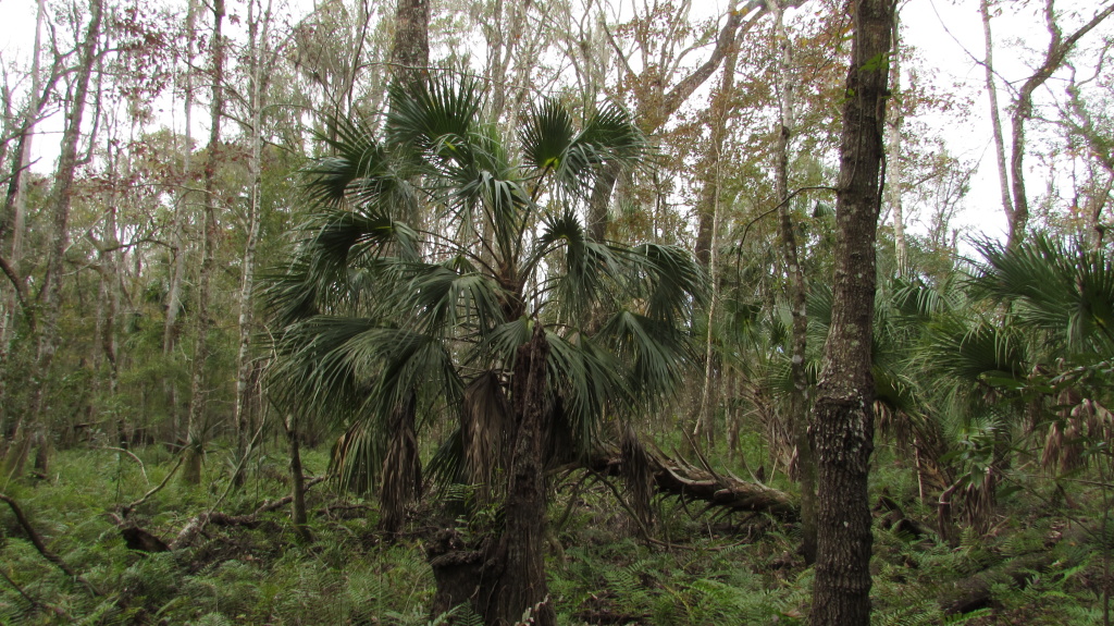 A wild palm grows in the wilderness.