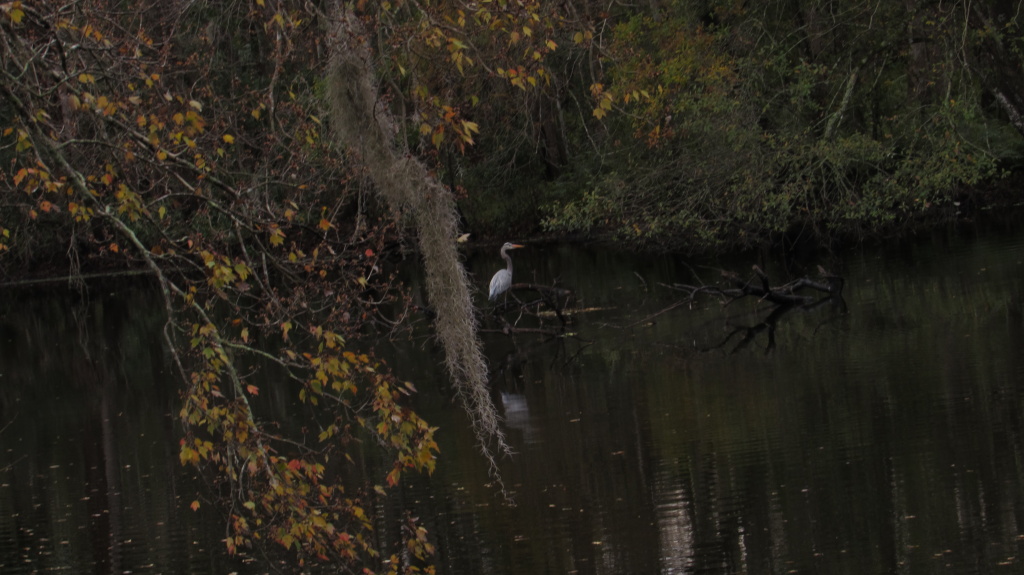 Great blue heron