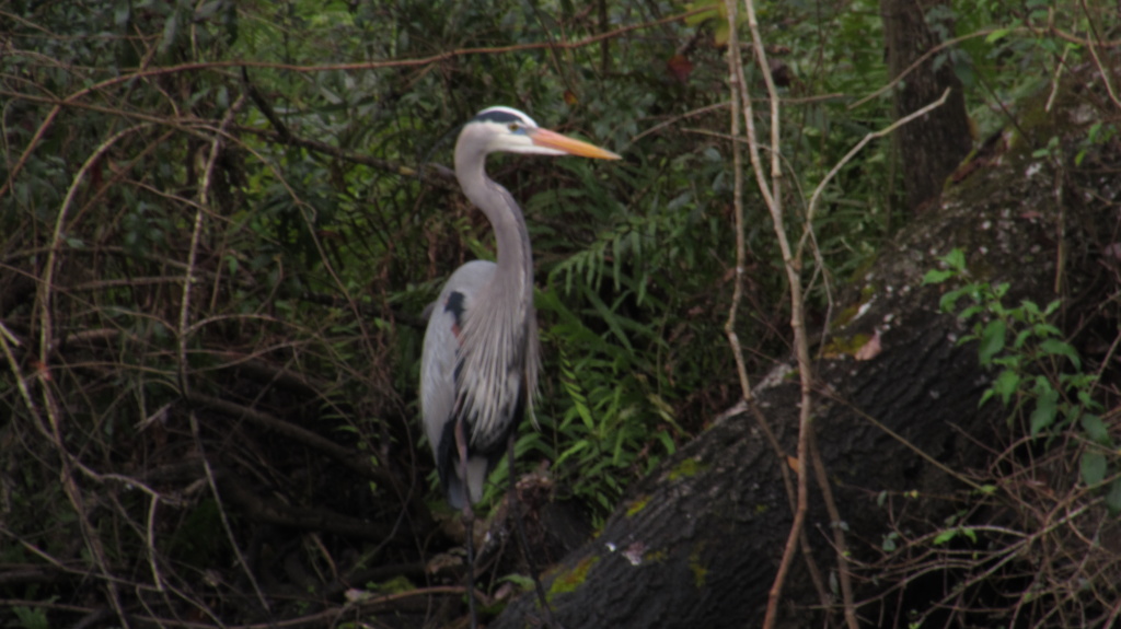 Great blue heron