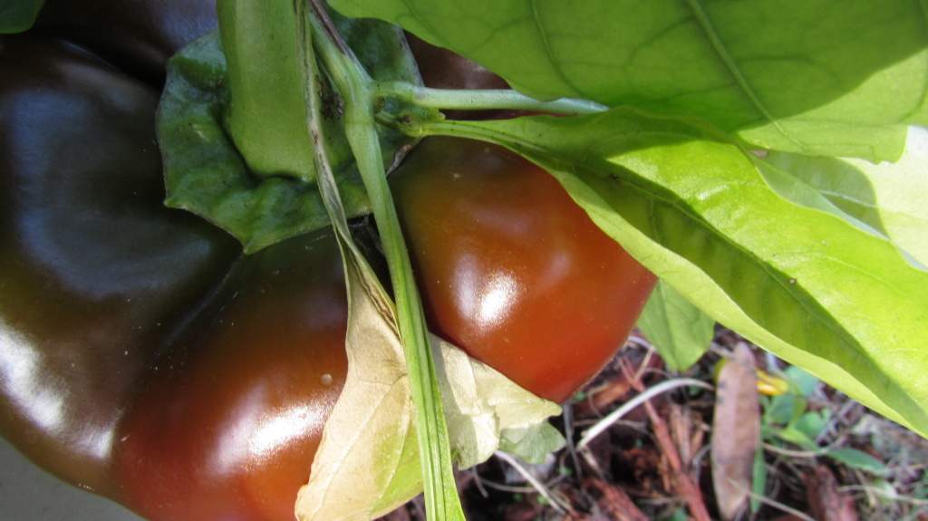 A sweet pepper in the garden