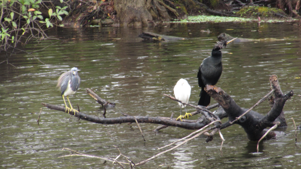 The three all posed on this fallen tree, a favorite spot for the snakebird who uses it to slip quietly in and out of the water.
