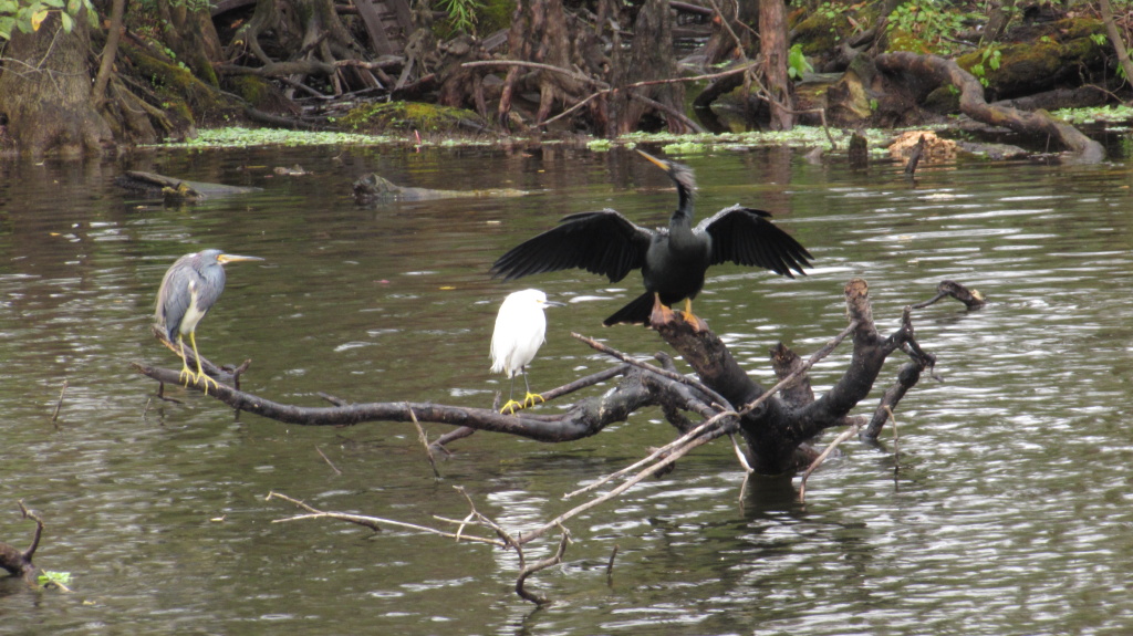The snakebird displays his wings, spread wide, while the tricolored heron and the egret look on.