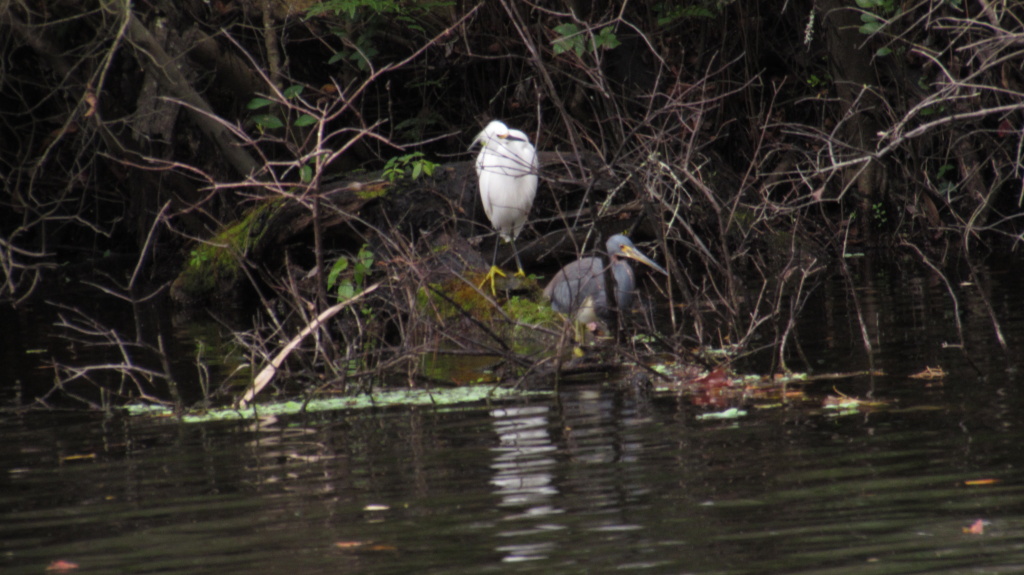Heron and egret hunt together.