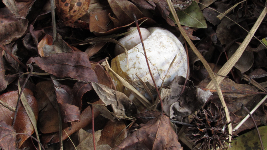 Snail shell nestled in fallen leaves.