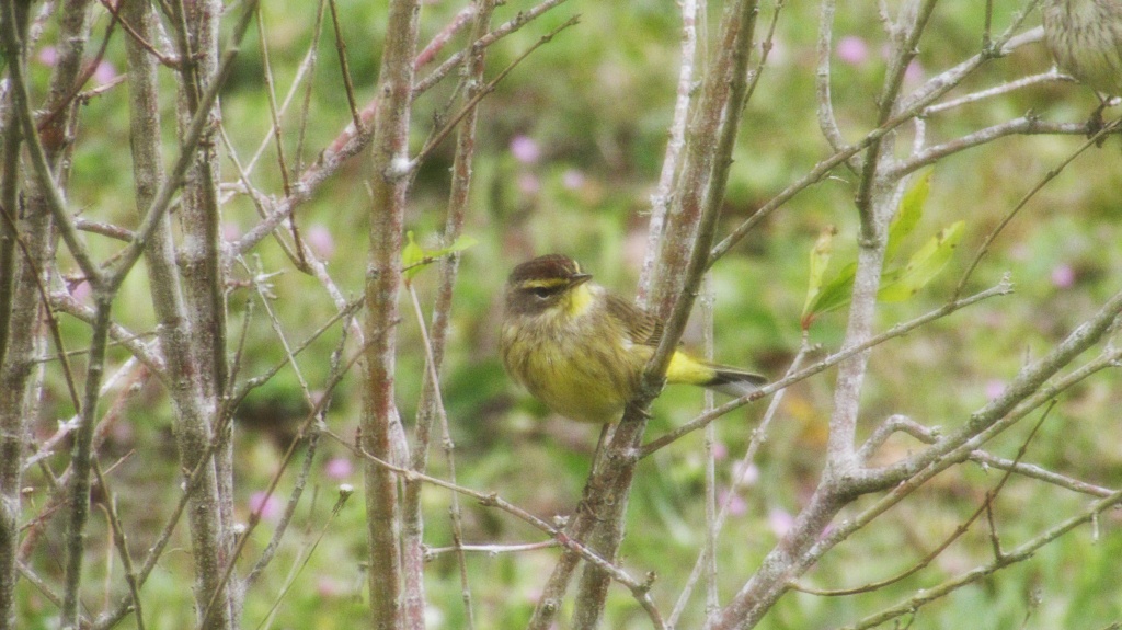 What I believe is the eastern phoebe with a vibrant yellow underbelly. So, is that really the bird?