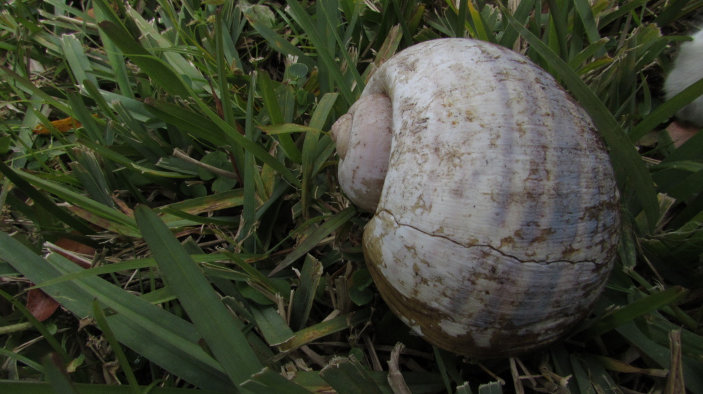 Applesnail shell. I gather for some people these are collector items. People are so tremendously diverse in their interests.