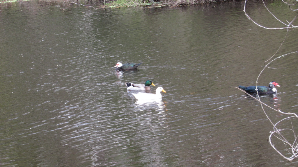 Although this photo with the two pairs fo ducks suits the story better, the muscovies were actually four altogether. But, you know, full disclosure.